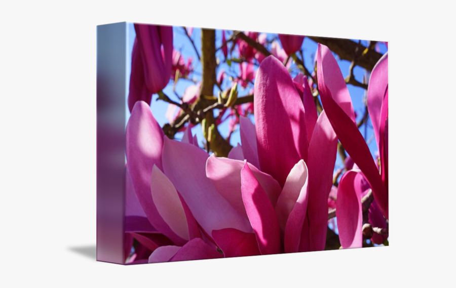 Clip Art Tree Flowers Blooming Art - Magnolia, Transparent Clipart