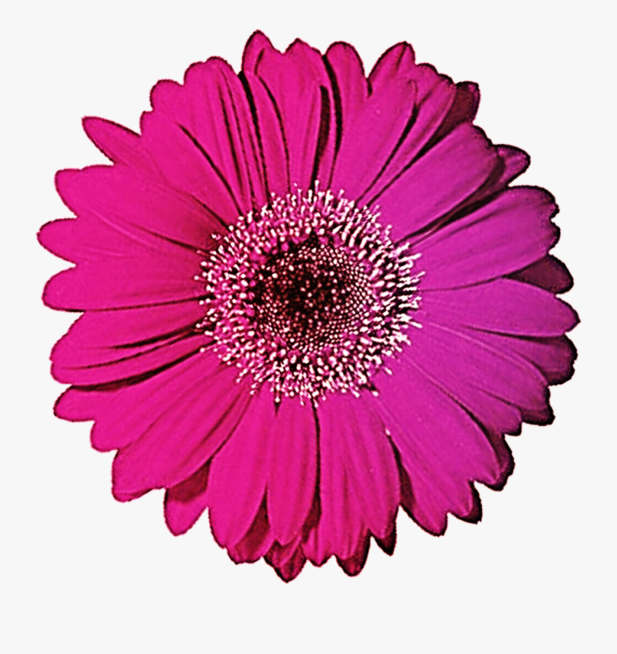 Gerbera Clipart Gerbera Daisy - Pink Gerbera Daisy Png, Transparent Clipart