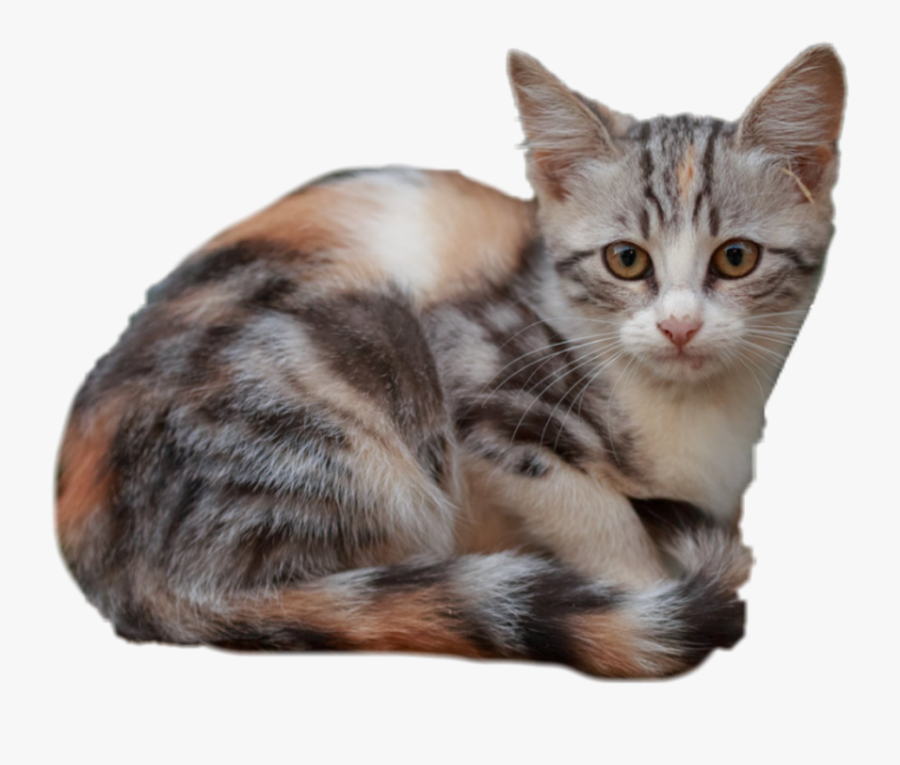 #calicocat #calico #cat #kitty - Squitten, Transparent Clipart