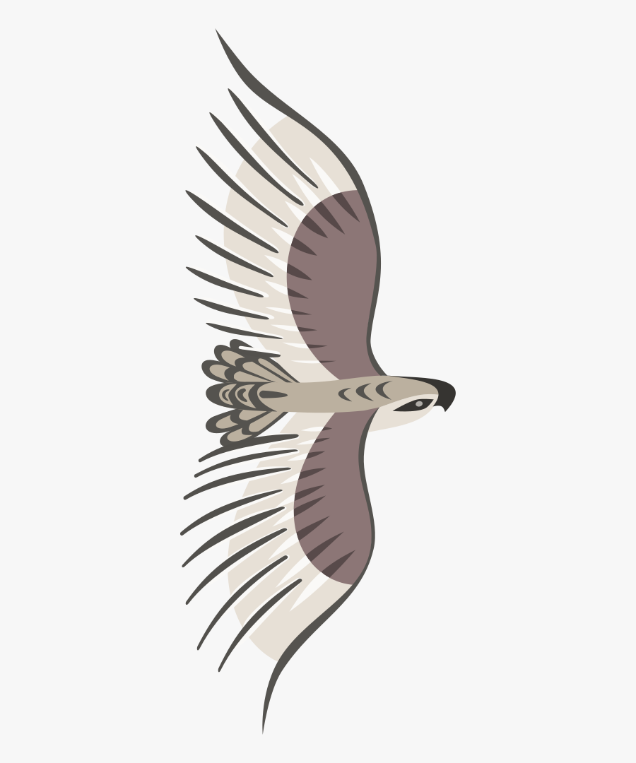 Golden Eagle - Flying Bird Top View Png, Transparent Clipart