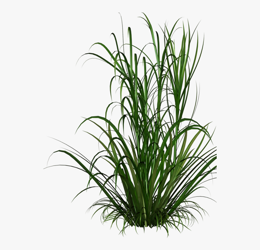 Grasses Grass Free Download Image Clipart - Tall Grass Texture Png, Transparent Clipart