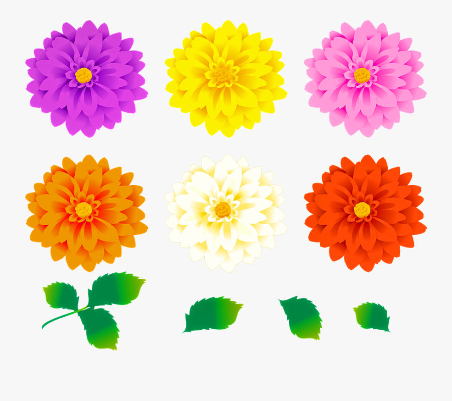 Dahlia Flowers, Colorful Floral, Leaves, Dahlia, Bloom - ダリア イラスト フリー 素材, Transparent Clipart