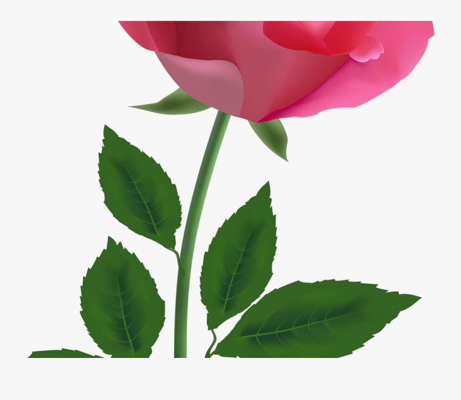 Pin By Joseph C G On Design Pinterest Pink Roses - Red Rose Full Screen Hd, Transparent Clipart