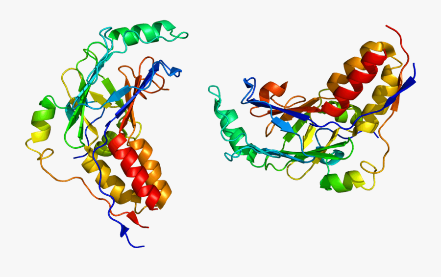 Smad Protein Structure, Transparent Clipart