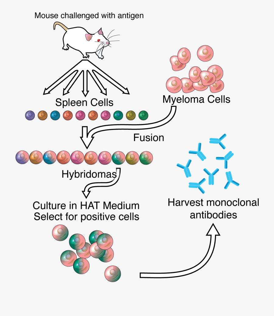 Monoclonal Antibodies Produced, Transparent Clipart