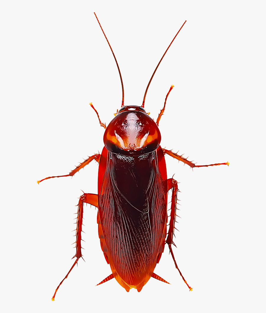 Identify And Control Cockroaches - American Roach Vs German, Transparent Clipart