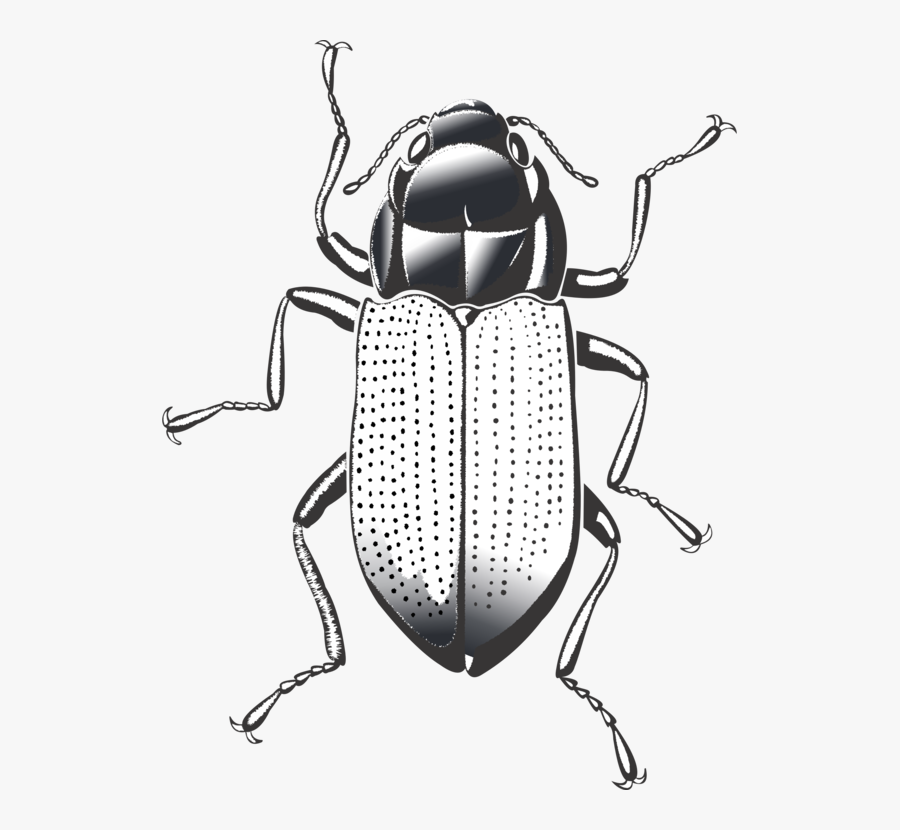 Monochrome - Riffle Beetle, Transparent Clipart