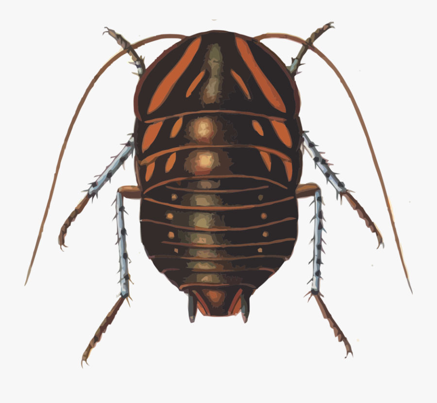 Giant Cockroach Pathfinder, Transparent Clipart