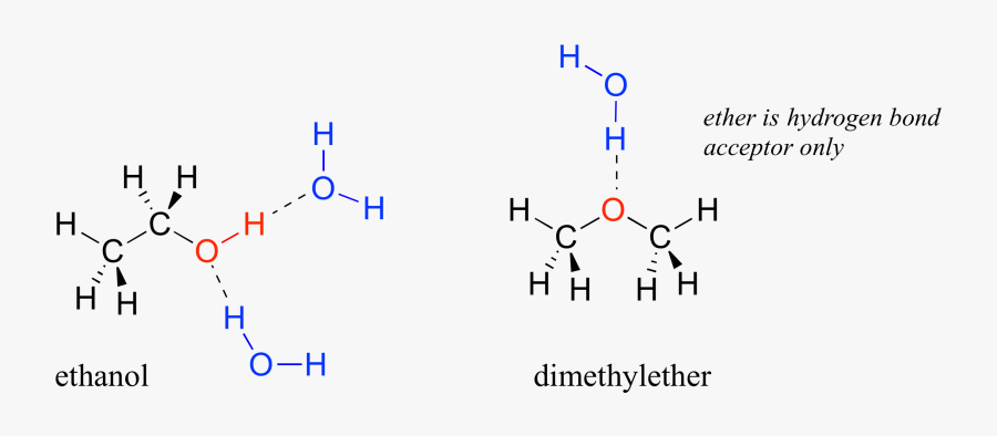 Transparent Water Molecule Clipart - Hydrogen Bond Between Water And ...