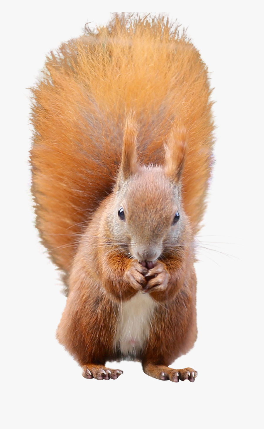 Squirrel Png Image - Squirrel Transparent, Transparent Clipart