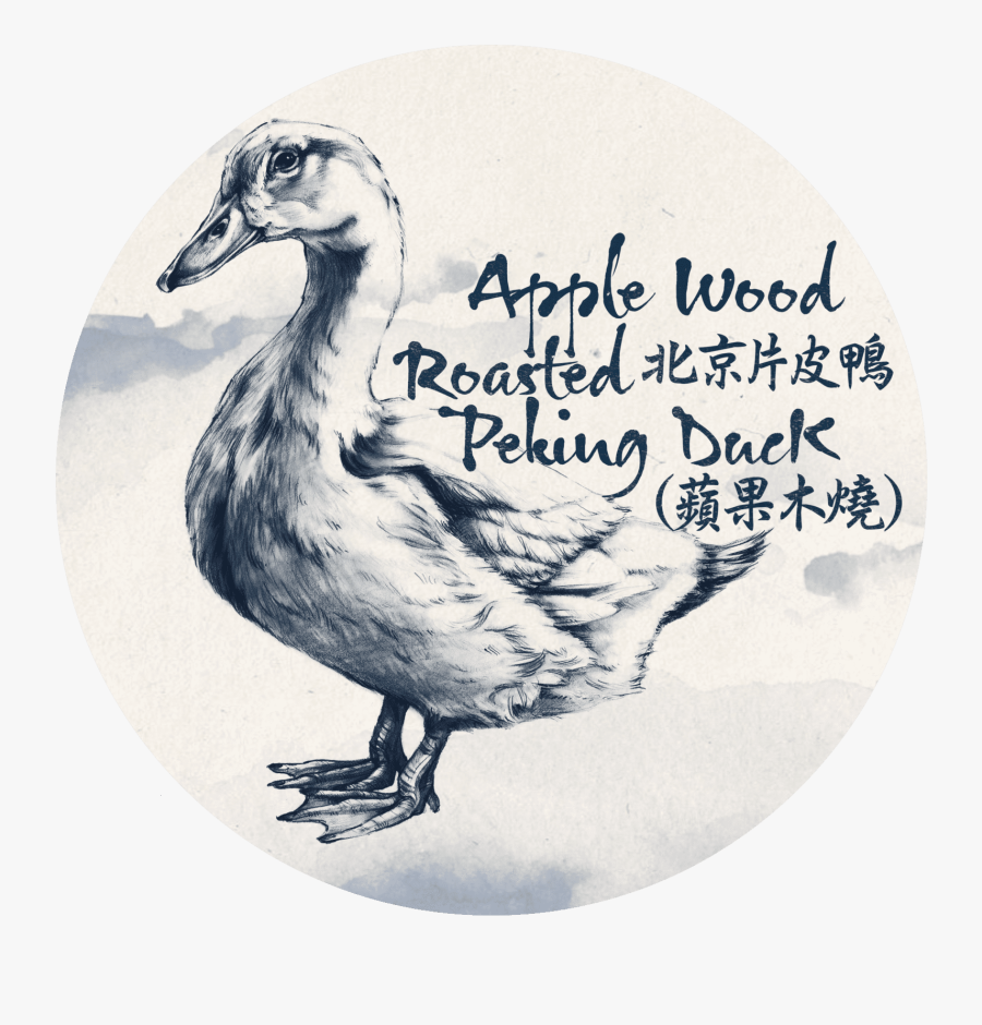 Transparent Dodo Bird Png - Dodo, Transparent Clipart