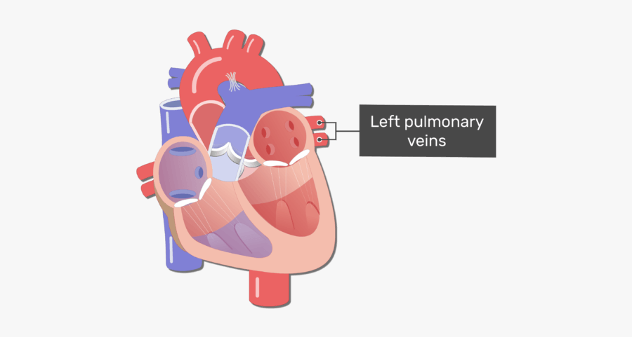 Coronal View Of The Heart With The Left Pulmonary Veins - Animation