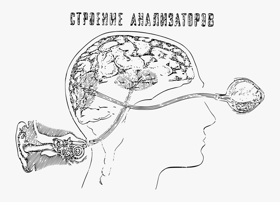 Auditory And Visual Perception Schema - Visual Perception, Transparent Clipart