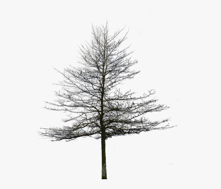 Transparent Snowy Trees Clipart - Architectural Tree Background Png, Transparent Clipart