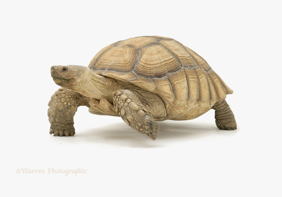 Desert Tortoise White Background - Desert Tortoise Clip Art, Transparent Clipart