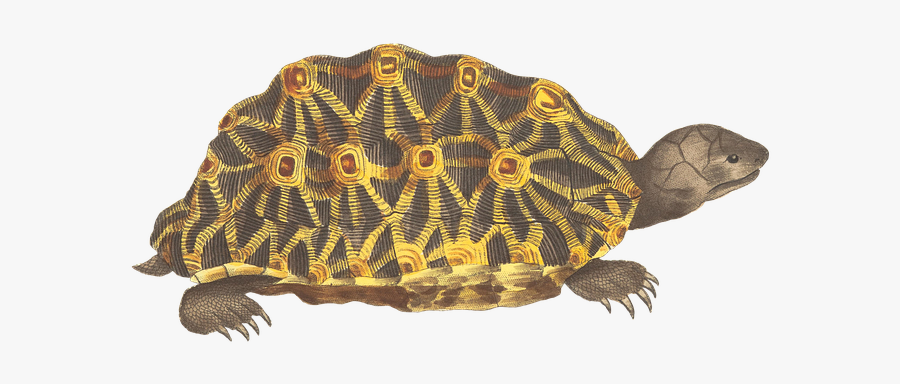 Turtle, Animal, Reptile, Vintage, Isolated, Png - Tortuga Fondo Transparente, Transparent Clipart