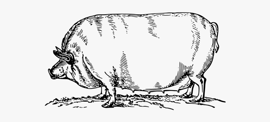 Pork Drawing Chicken Meat - Hog Transparent Black And White, Transparent Clipart