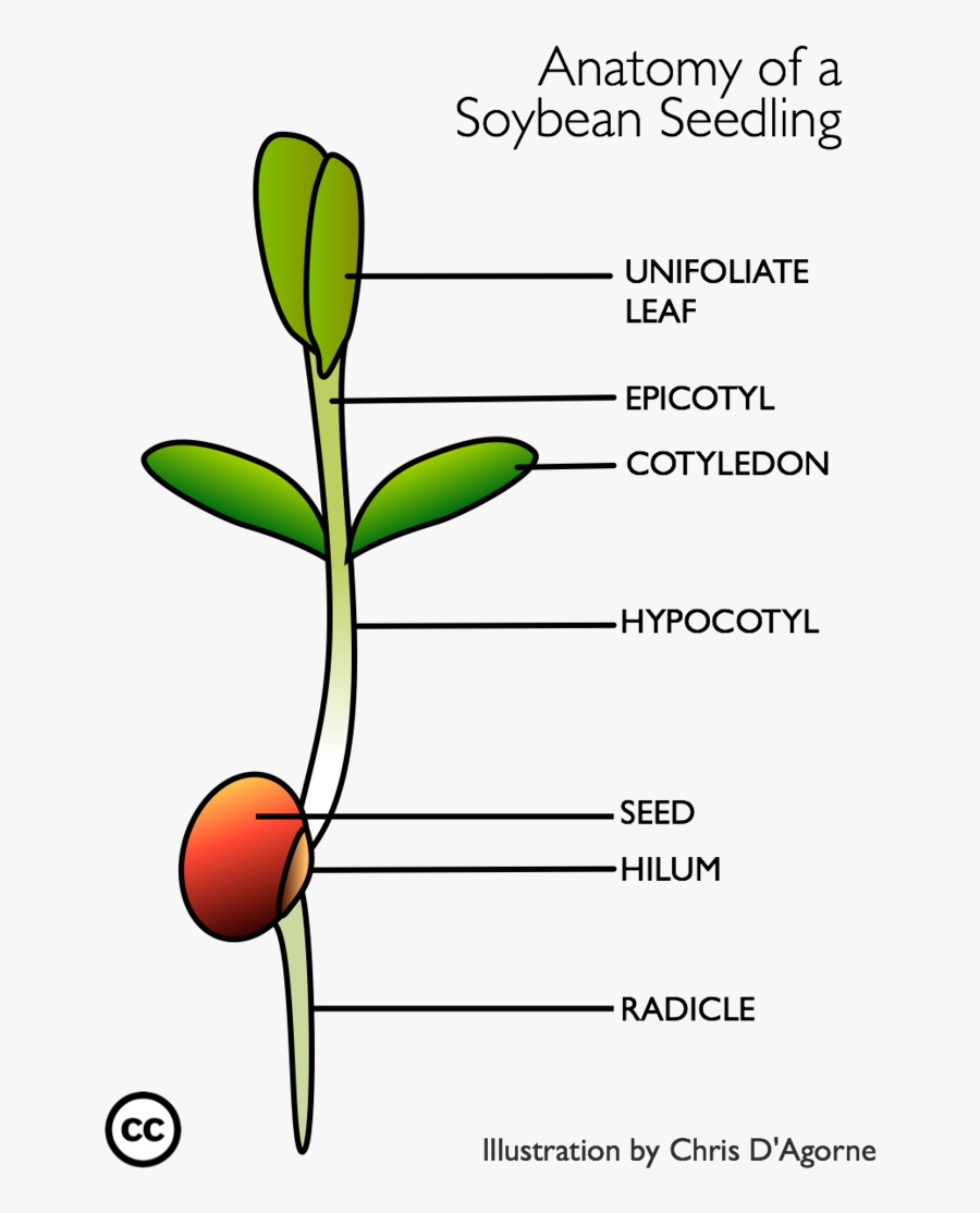 Corn Clipart Soya Bean - Bud, Transparent Clipart