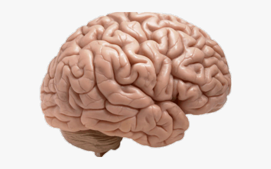 Brains Clipart Learning - Human Brain, Transparent Clipart