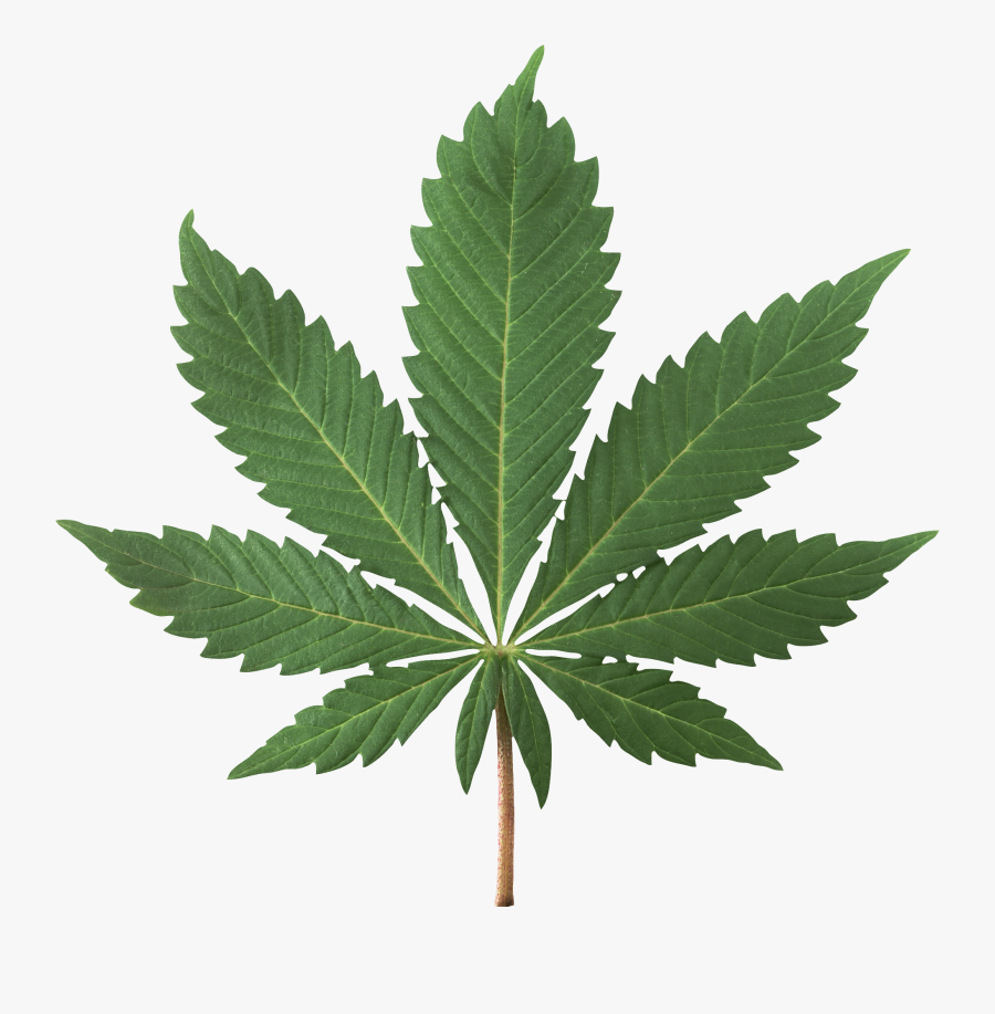 Best Free Cannabis Icon Clipart - High Res Pot Leaf, Transparent Clipart