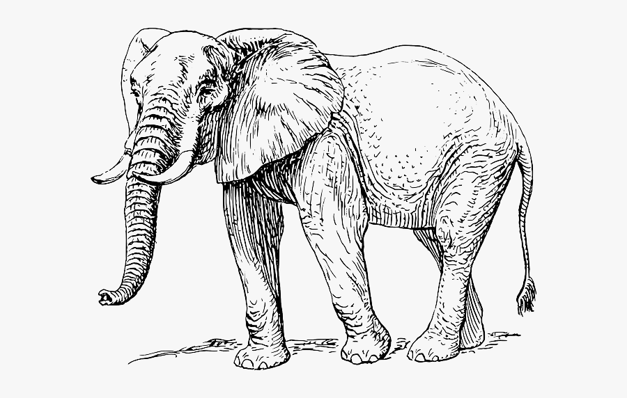 Asian Elephant African Elephant Elephantidae Drawing - Elephant Black And White, Transparent Clipart