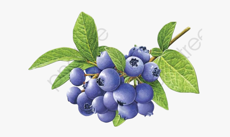 Transparent Blueberry Clipart - Blueberry, Transparent Clipart
