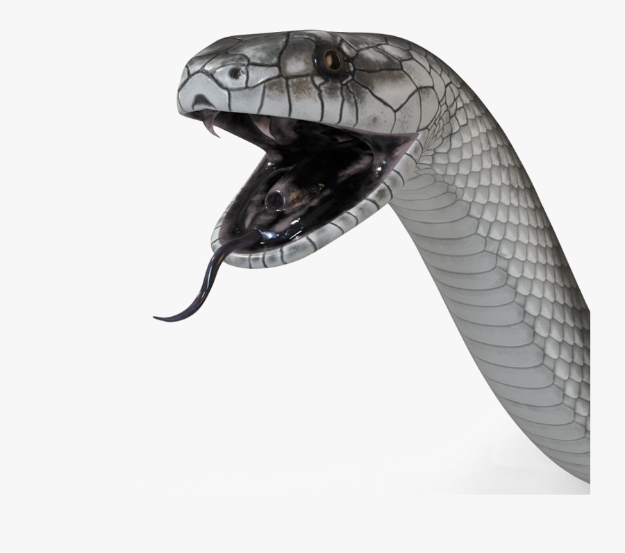 Black Mamba Snake Png High-quality Image - Black Mamba Snake Png, Transparent Clipart