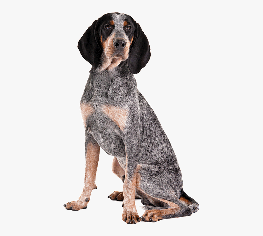 American English Coonhound Png, Transparent Clipart