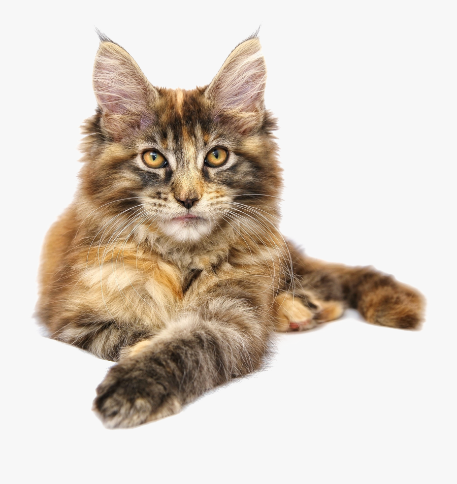 Clip Art Short Haired Maine Coon - Maine Coon Cat Clear Background, Transparent Clipart