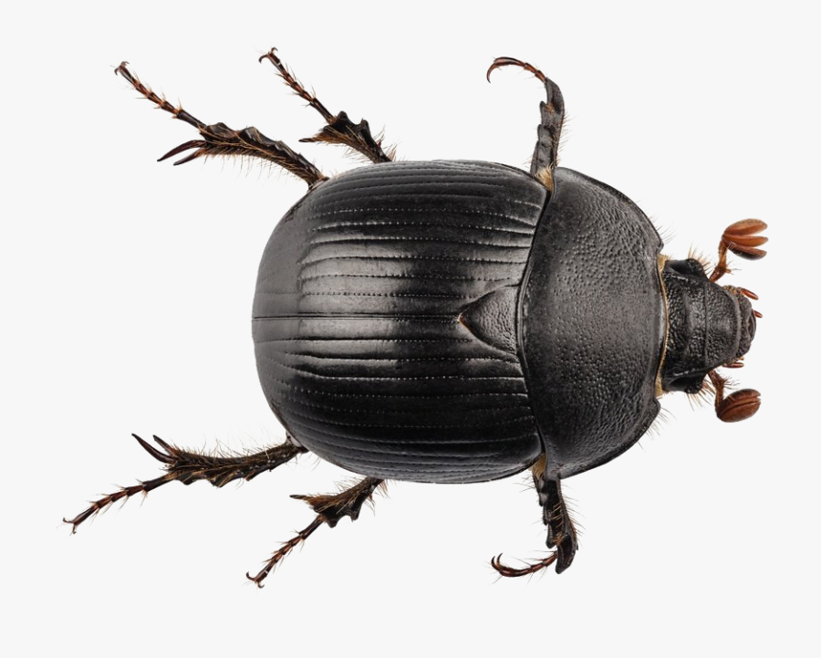Black Beetle Png Transparent - Geotrupes Stercorarius, Transparent Clipart