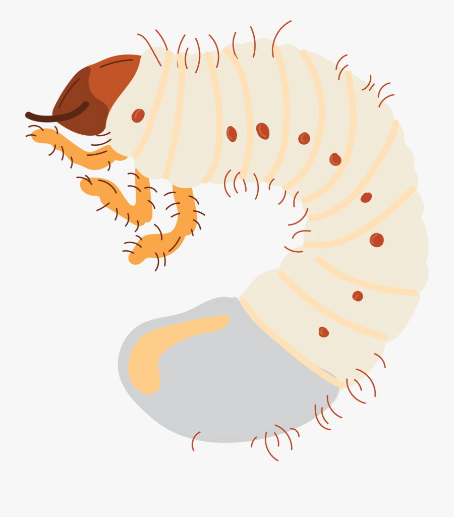 Grub Transparent, Transparent Clipart