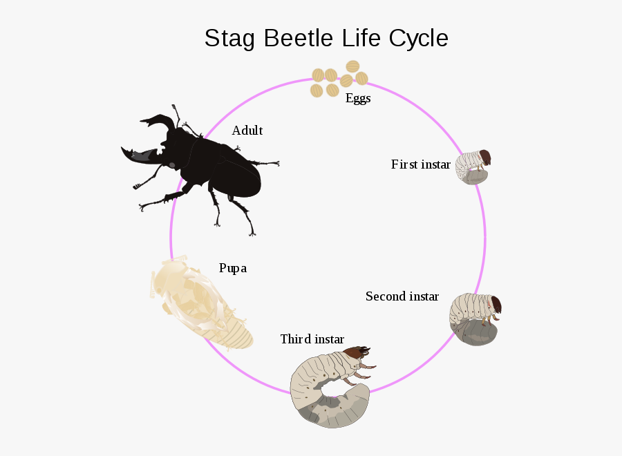 Life Cycle Stag Beetle Larvae Free Transparent Clipart Clipartkey | My