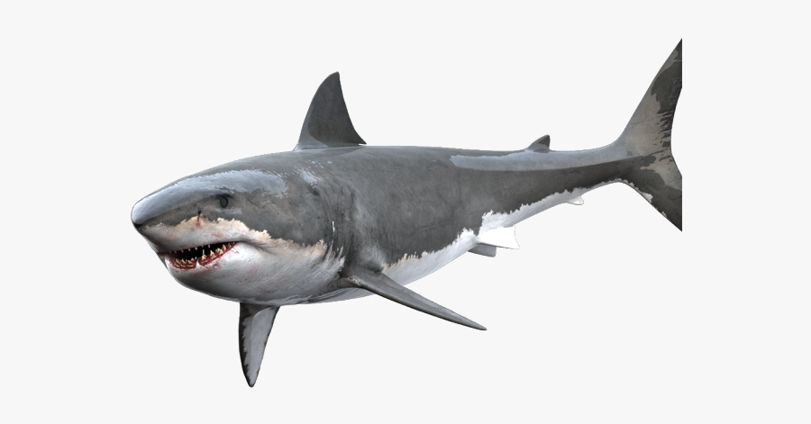 Great White Shark Png, Transparent Clipart