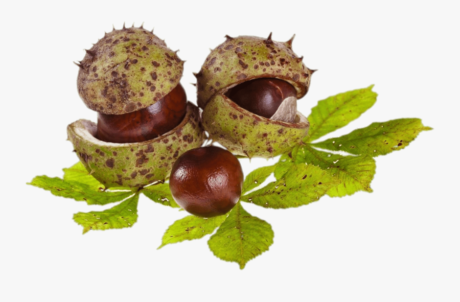 Horse Chestnuts And Leaves - Chestnut Clipart Png, Transparent Clipart