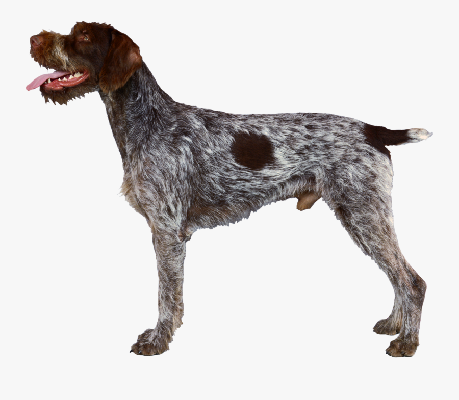 German Wirehaired Pointer Wirehaired Pointing Griffon - German Wirehaired Pointer Liver Roan, Transparent Clipart