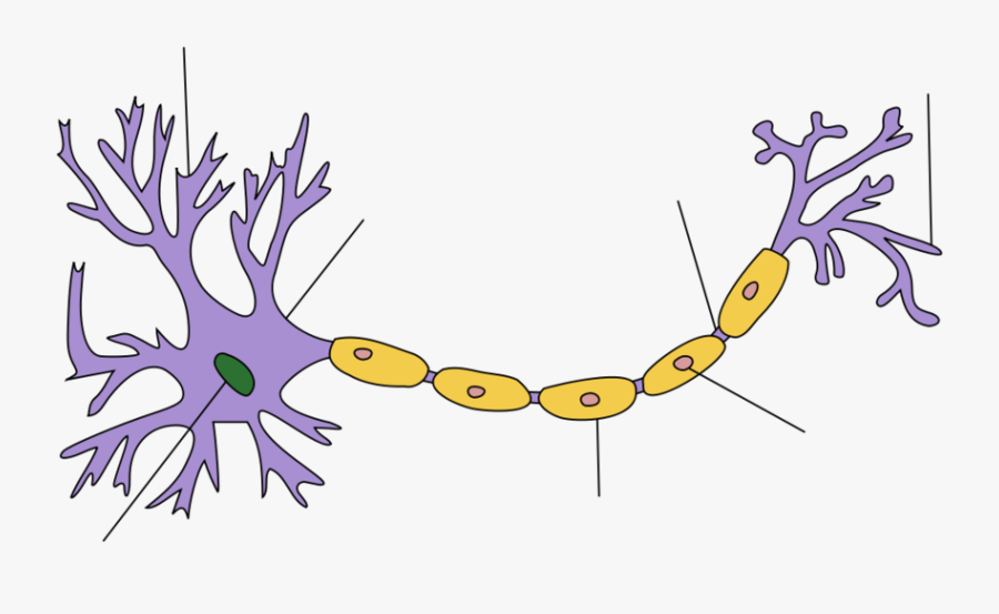 Structure Of A Neuron Clipart , Png Download - Nerve Cell, Transparent Clipart