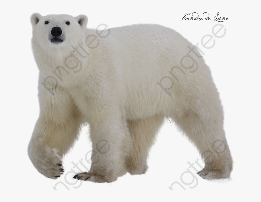 White Polar Bear Polar Bear Clipart Transparent Background - Polar Bear Transparent Background, Transparent Clipart