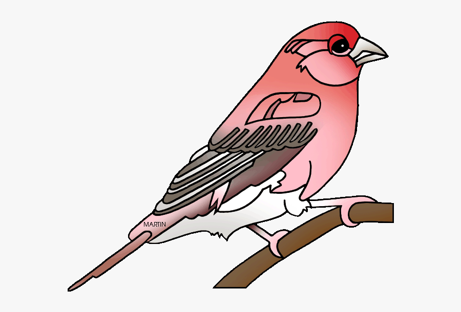 State Bird Of New Hampshire - Purple Finch Clip Art, Transparent Clipart