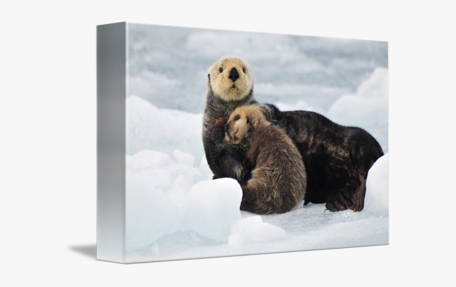 Clip Art Sea Otter Picture - Sea Otters Hugging, Transparent Clipart
