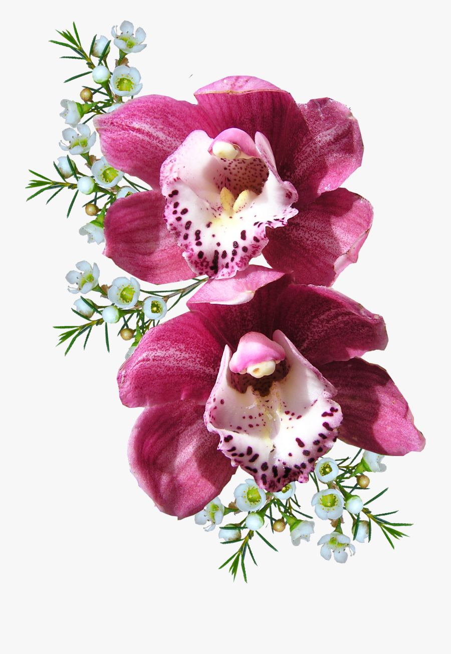 Orchid Flower Png Image - Orchid Png, Transparent Clipart