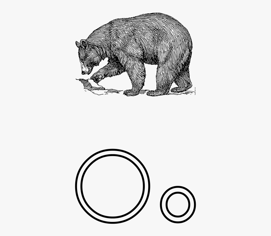 Letra O De Oso - Black Bear Line Drawing, Transparent Clipart