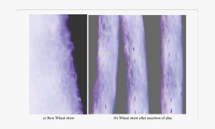 Wheat Straw Wall Cross-section After Insertion Of Glue - Wood, Transparent Clipart