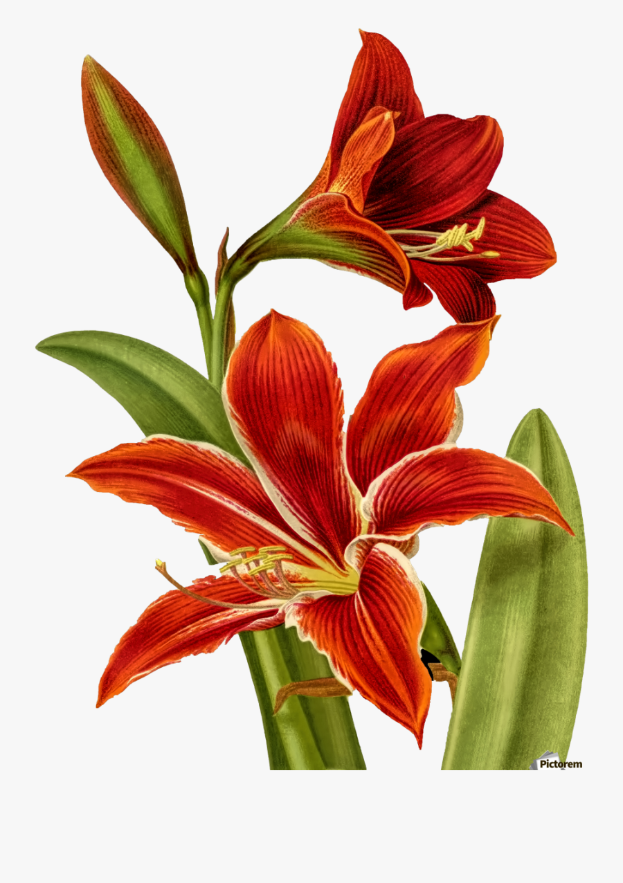 Transparent Tiger Lily Clipart - Sweet Good Morning Flowers, Transparent Clipart