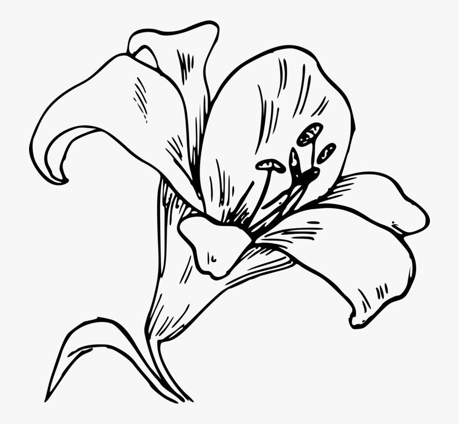 Monochrome - Lily Clip Art, Transparent Clipart