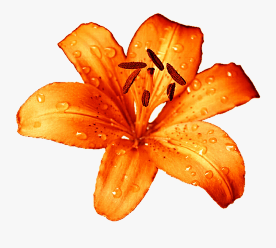 Tiger Lily Flower Png, Transparent Clipart