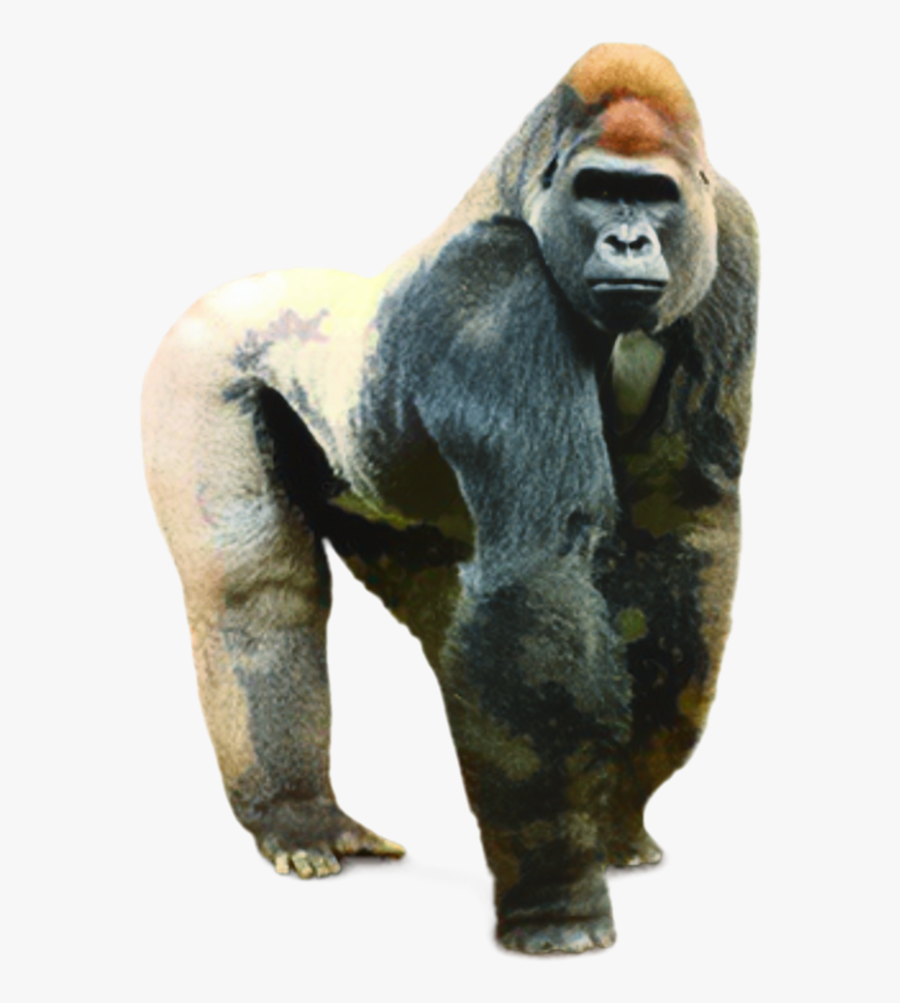 Gorilla Transparent, Transparent Clipart