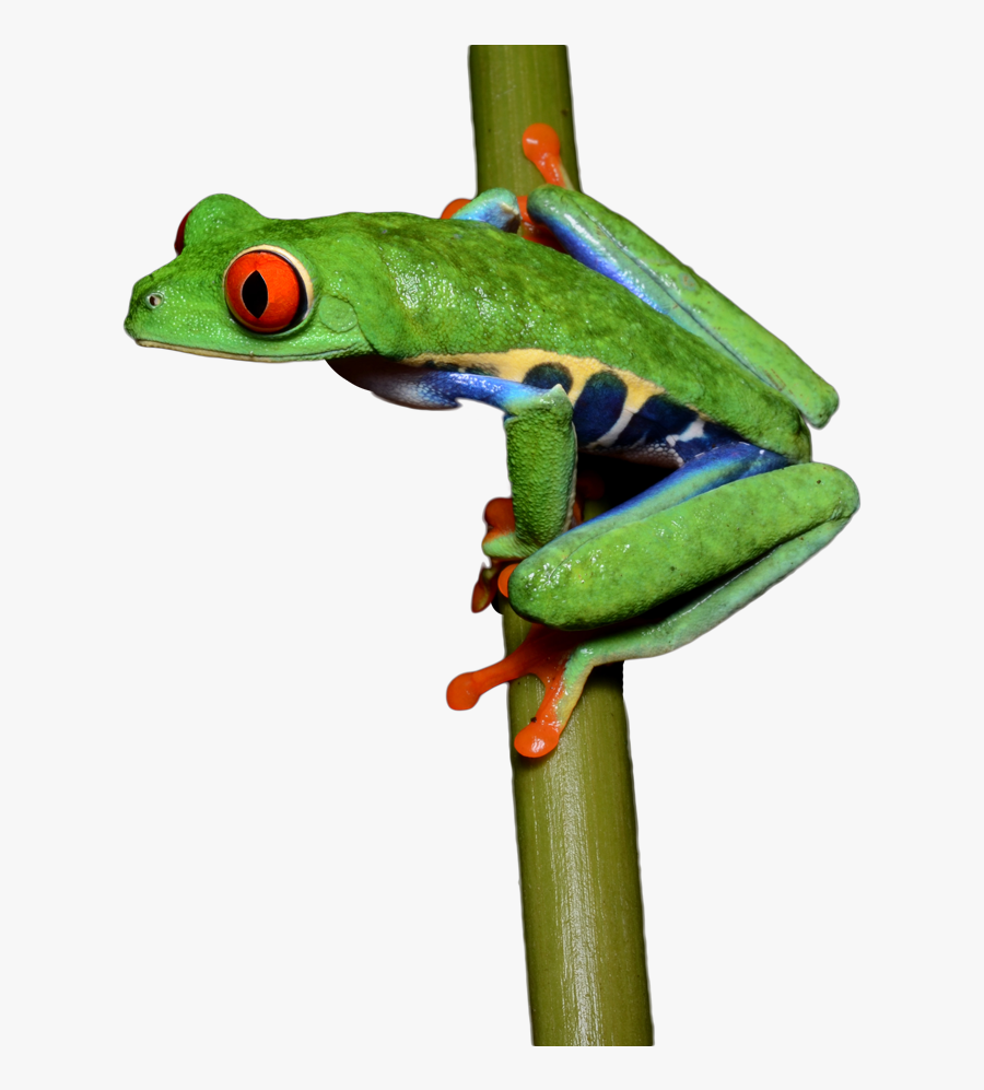 Transparent Frog Png, Transparent Clipart