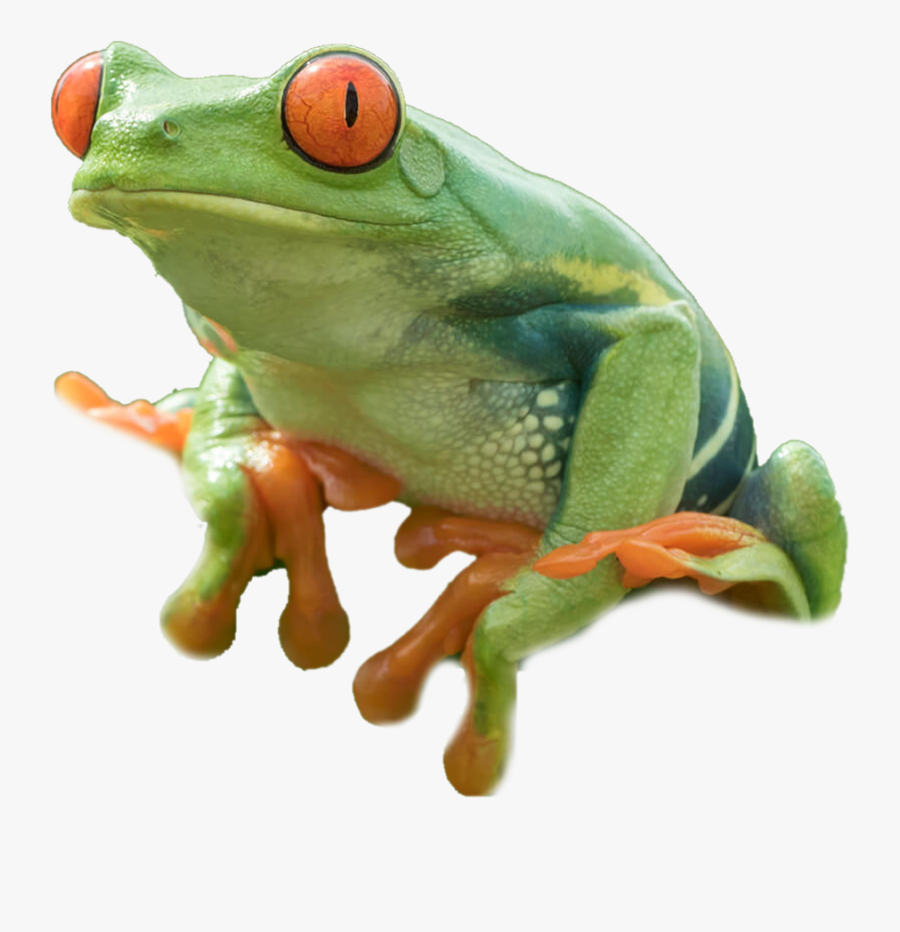 Red Eyed Tree Frog Png , Png Download, Transparent Clipart