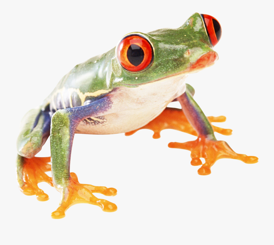 Frog Png - Transparent Background Frog Png, Transparent Clipart