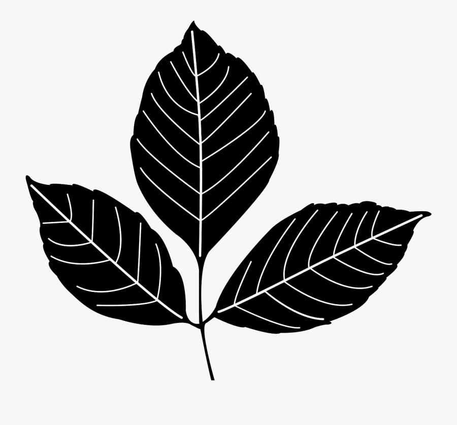 Ash Leaf Silhouette, Transparent Clipart